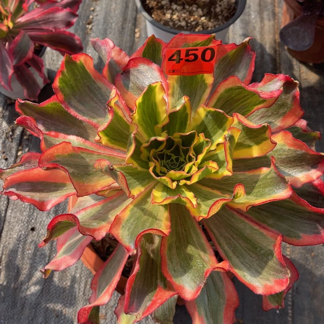 450多肉法师魅影