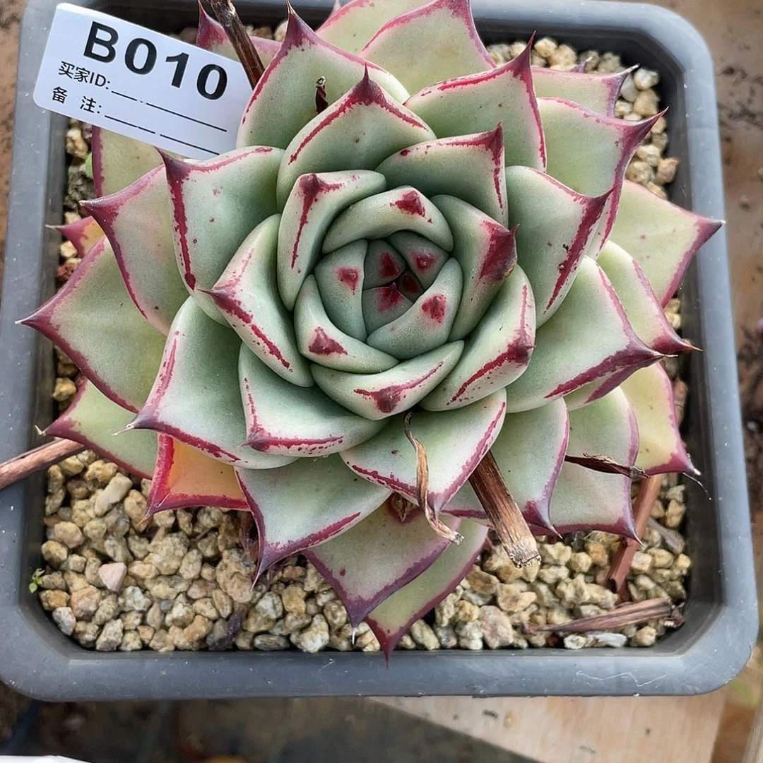 若如东云单拍B010