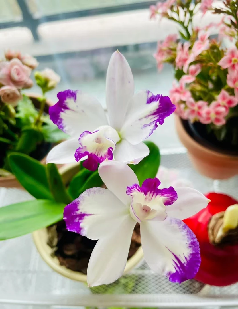 室内迷你小型懒人盆栽/小美人卡特兰