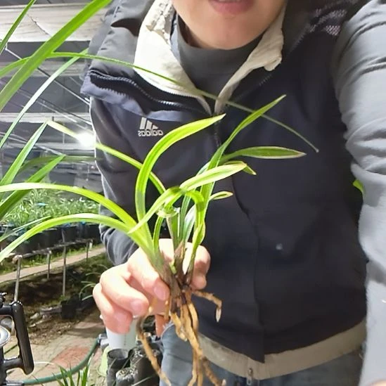 泰***司完全开放彩云荷兰花