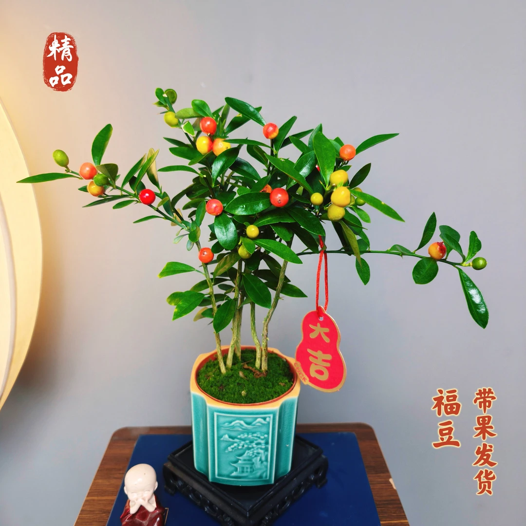福豆【带果】浮雕陶瓷盆室内茶桌办公桌精品花卉好养易活盆栽种好