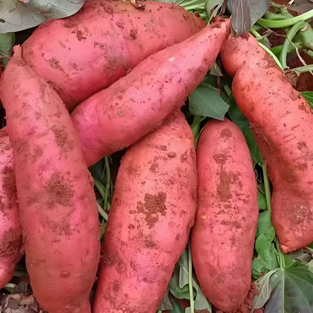 云南文山沙地新鲜现挖西瓜红蜜薯竹薯软糯香甜正宗黄心蜜薯大小