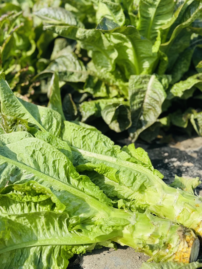 湖北农家菜春莴苣新鲜绿色时令蔬菜现摘现发农家自种新鲜菜