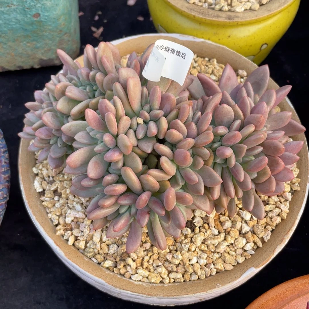 591桃花源缀化多肉植物