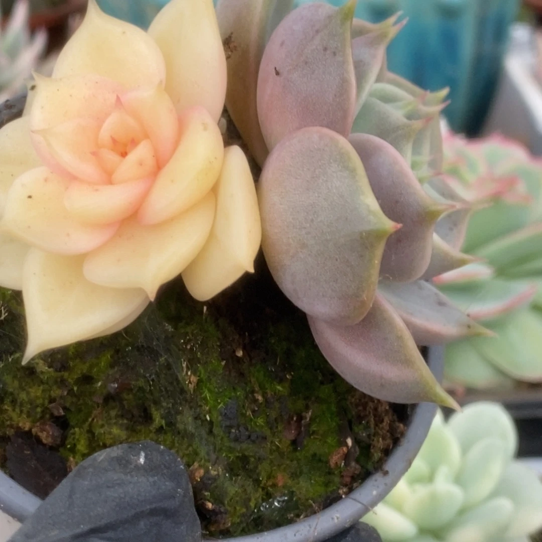 319贝加尔湖锦锦锦锦锦锦