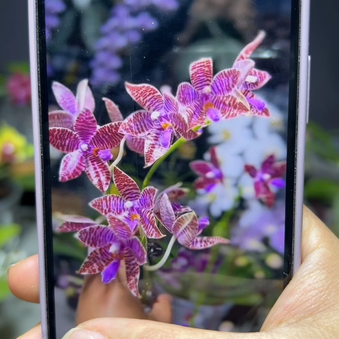 无花朵山采红路德4个高芽