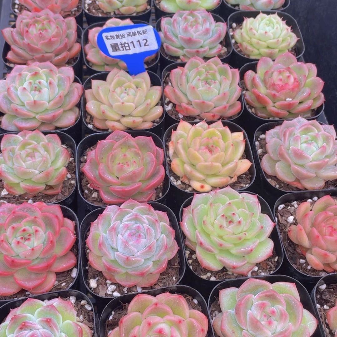 量拍112号 特色珍妮糖心组合单头3个