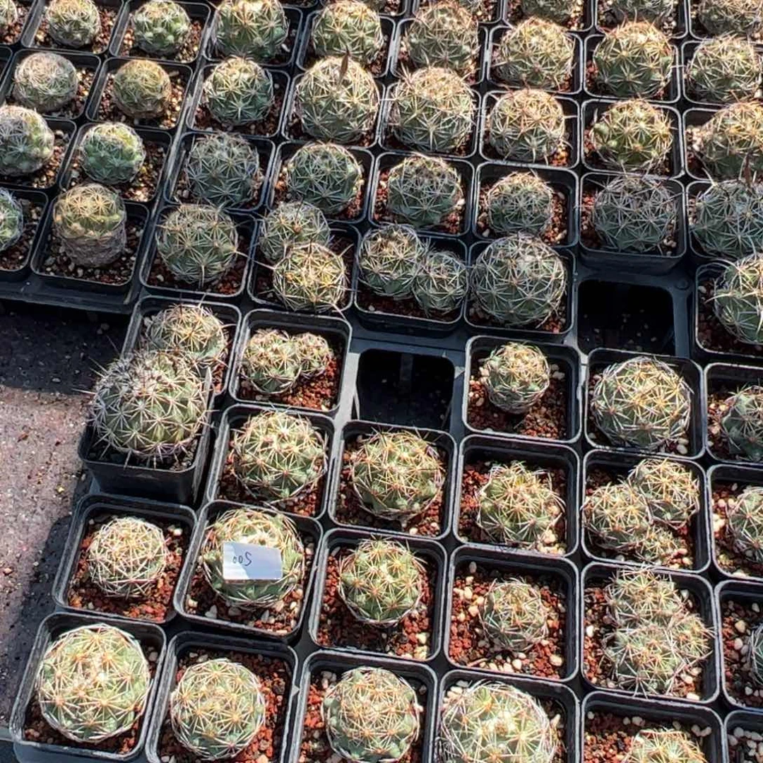 005无中刺狮子奋训，脱土脱盆发