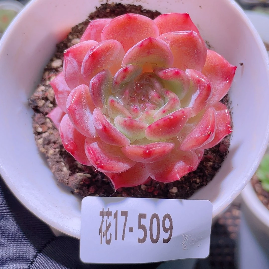 花利美17-509新品