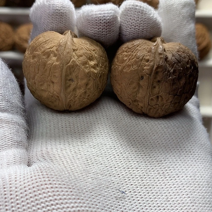 核桃35尺花彩小元宝7号