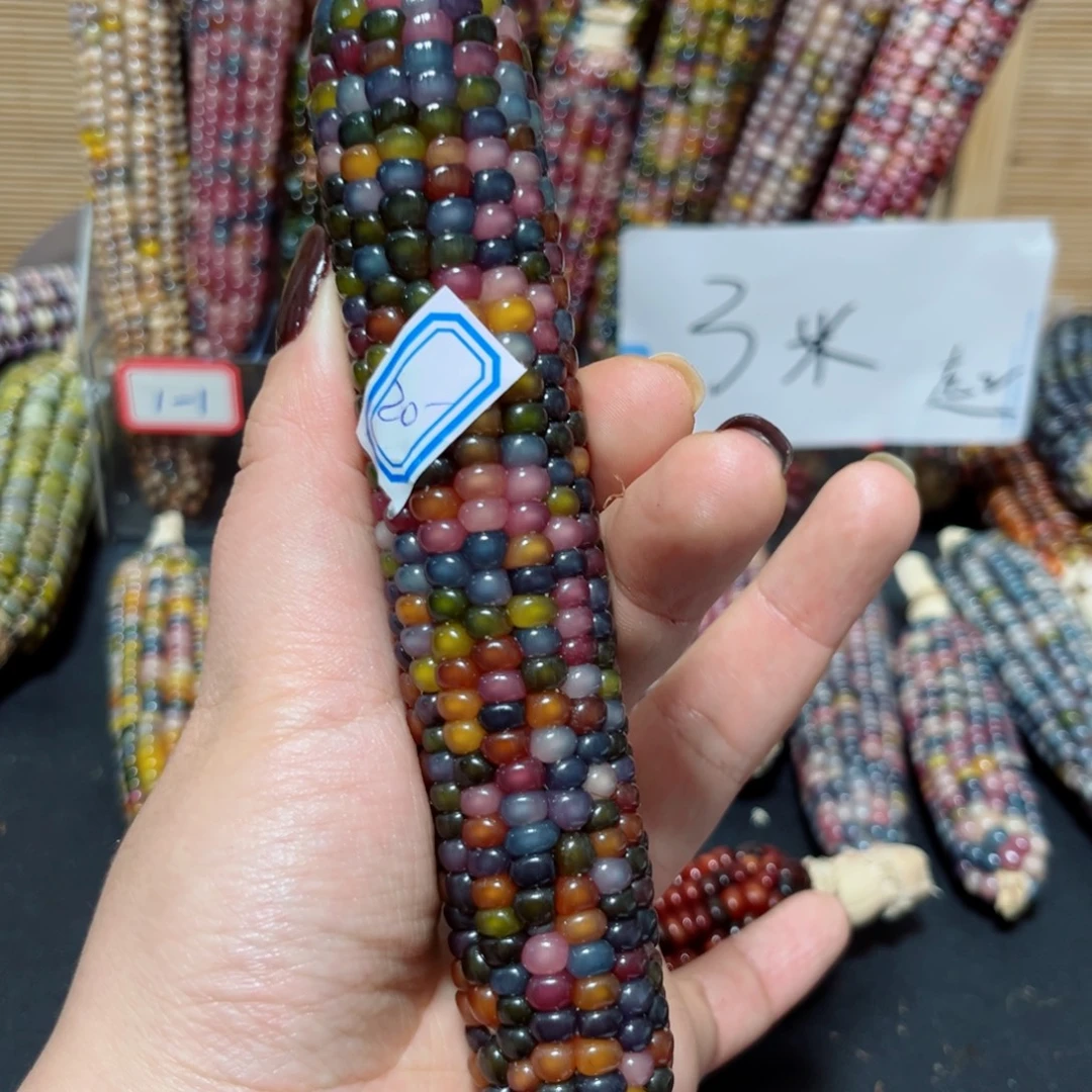 班***班直播间七彩文玩玉米