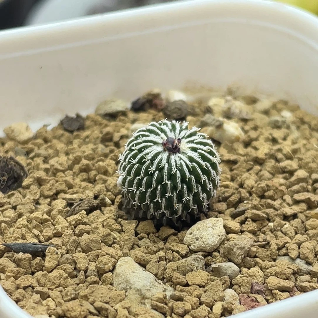 实生刺缀精巧殿有花苞