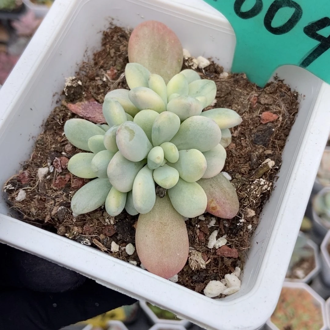 1604洛神锦多肉植物