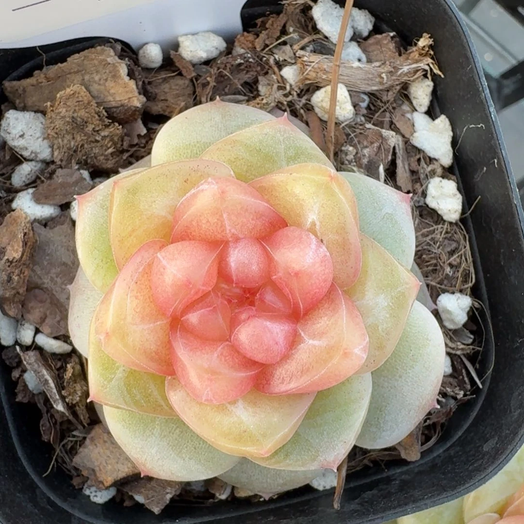 0224-052-灵灵珍妮