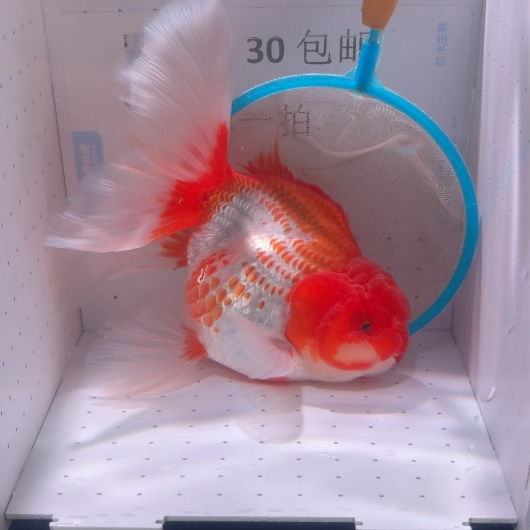 金鱼一条红白路子百褶