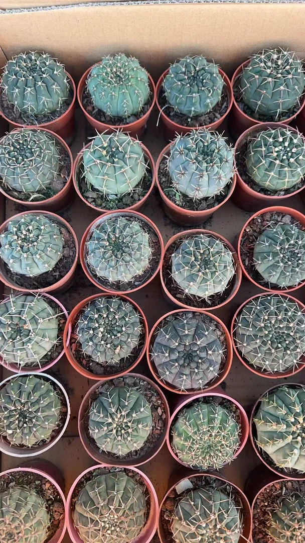 满十八包邮【实生三刺玉仙人球】