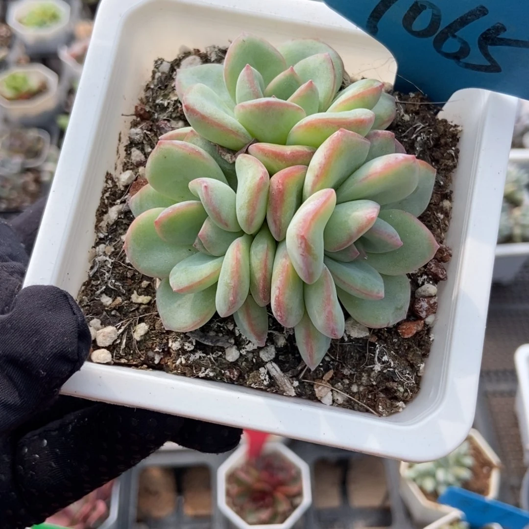 7065泡芙多肉植物