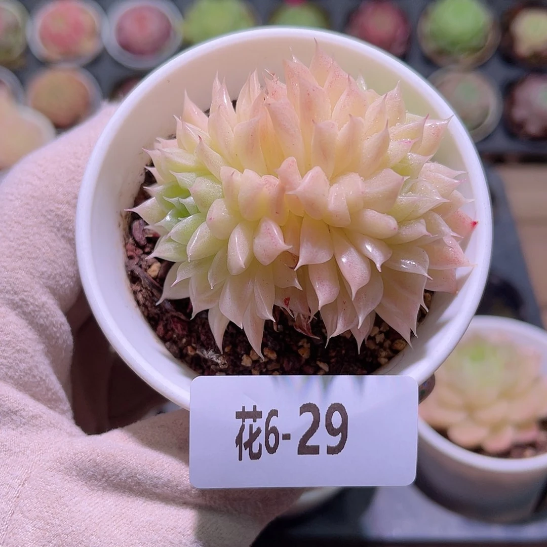 花利美6-29麦秆双头