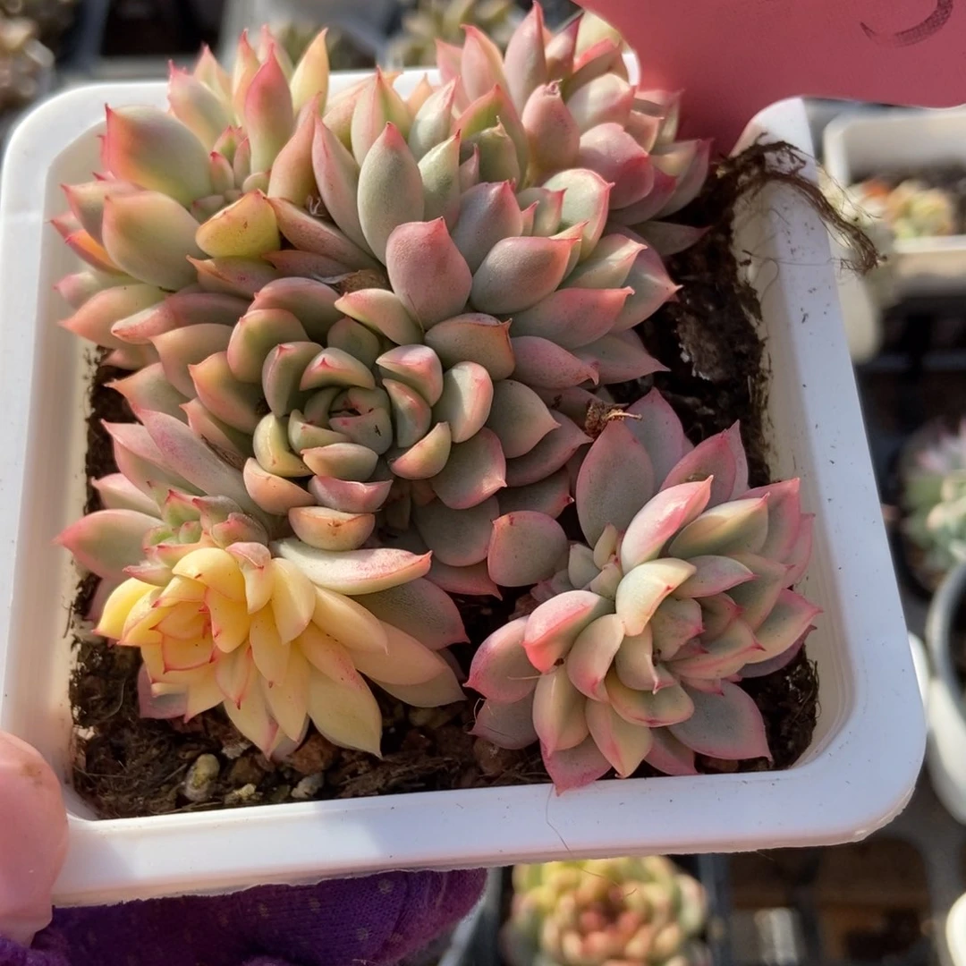 1755粉锦多肉植物保护