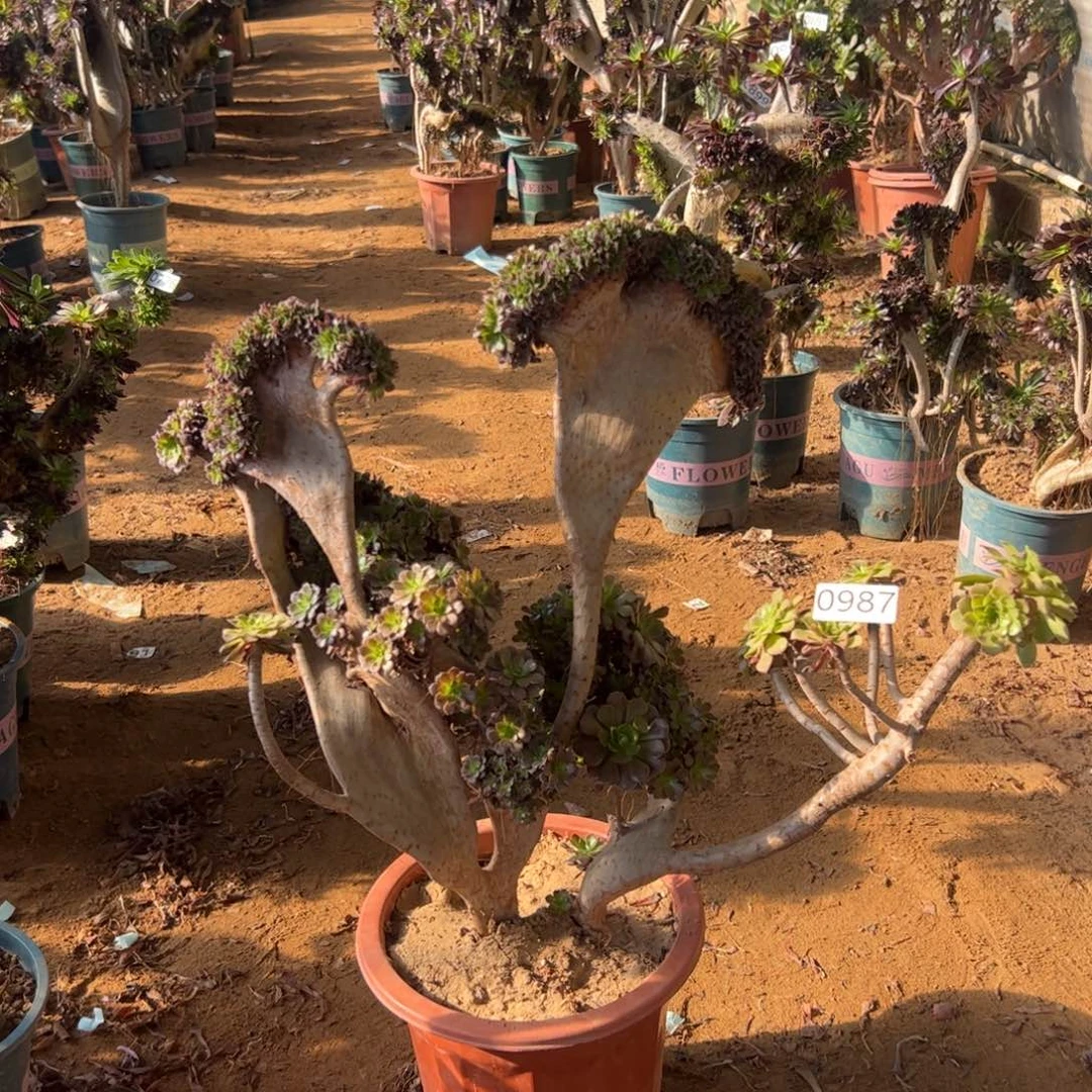 铜壶朵朵有伤987冠服50厘米