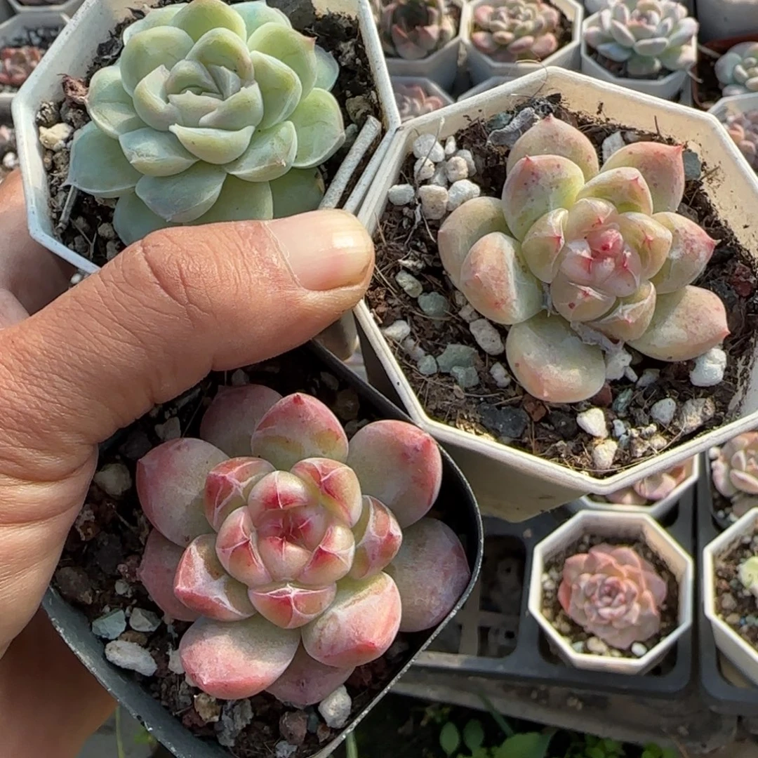 小卡拉米糖心一物一拍