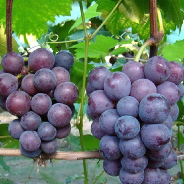 新鲜采摘乒乓球葡萄水果/29.9元3斤【京东包邮】当天现采现摘，信阳本地葡萄河南省