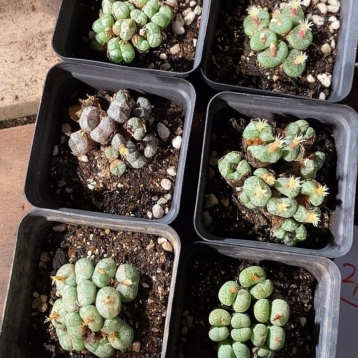 27331。    肉锥一盒。