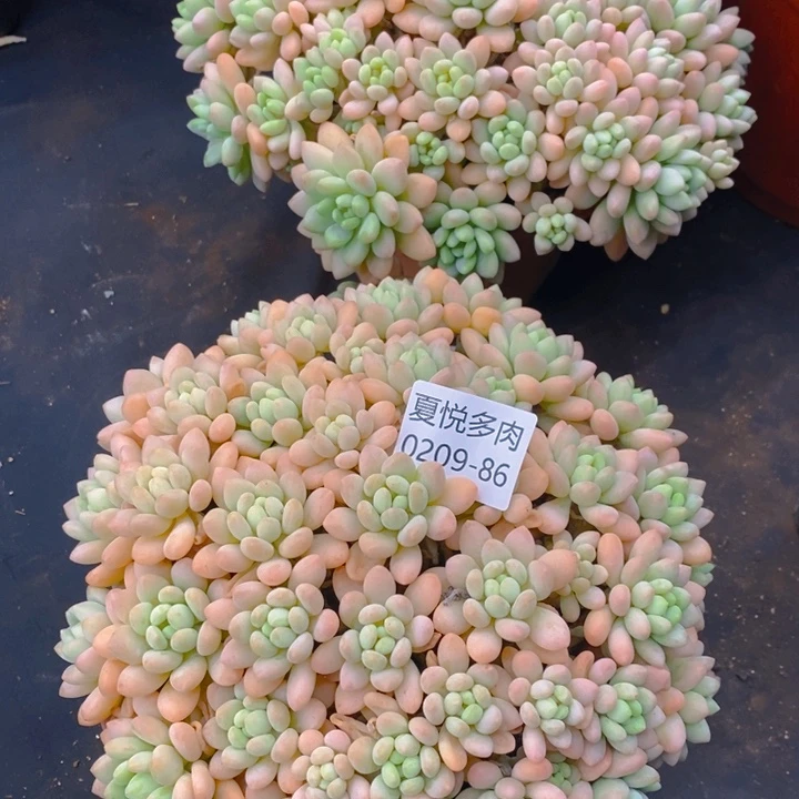 缘*。夏悦多肉0209-86洛可可2