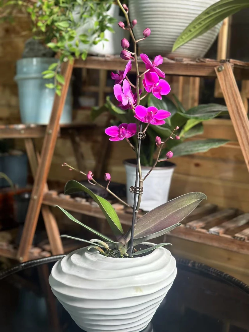 【李先生】满天红~蝴蝶兰开花发货易生长适合室内阳台摆放绿植花卉