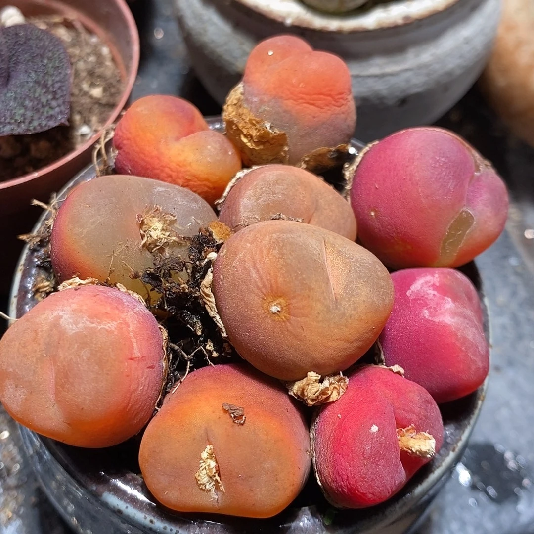 单头水蜜桃有瑕疵一颗。