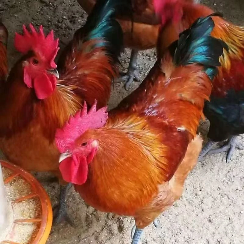 九斤红鸡99元50只带框发货c