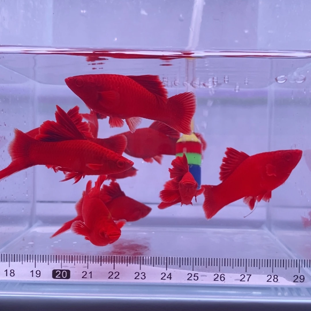 红剑鱼高鳍红剑亚成5公5母