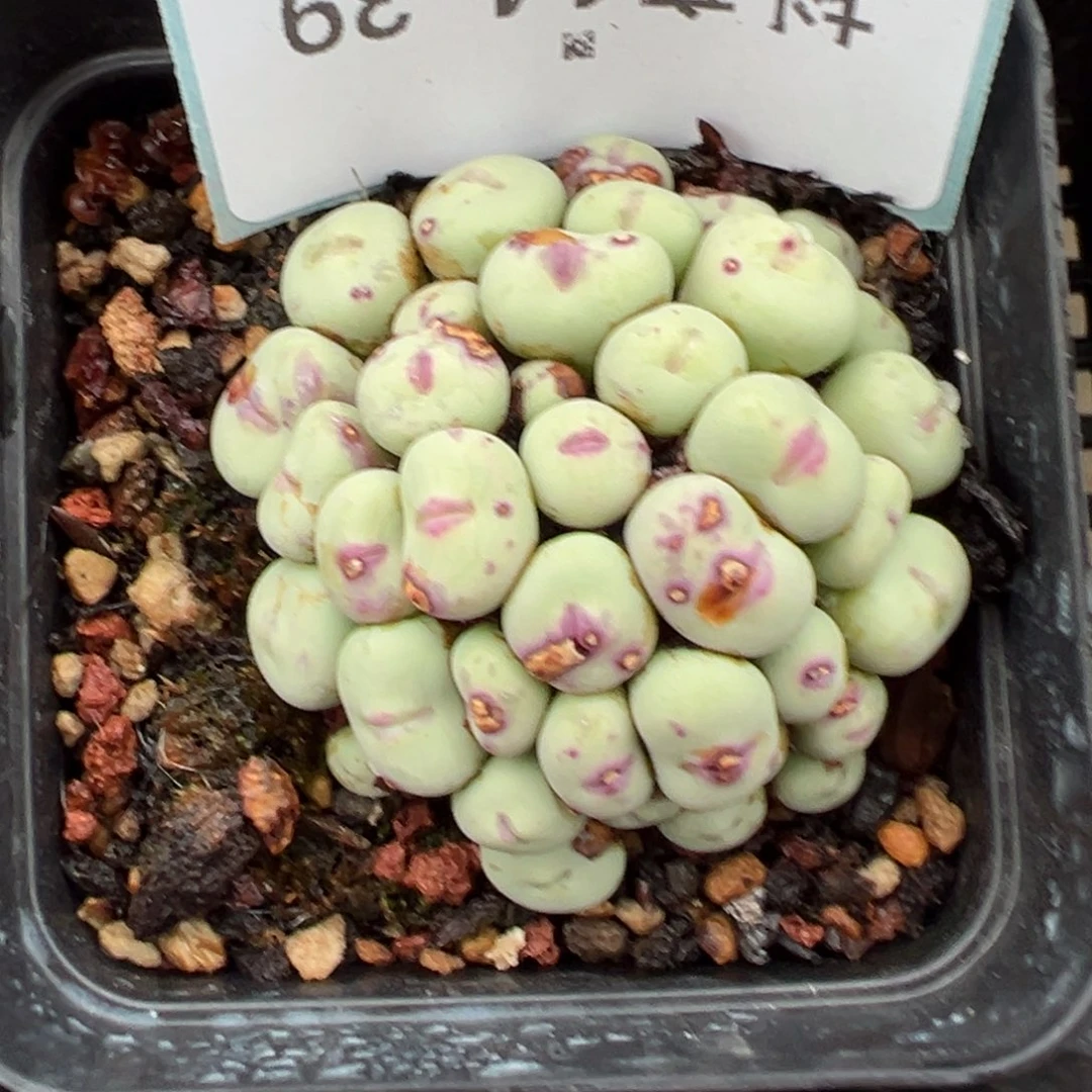 14-39肉锥多肉植物，