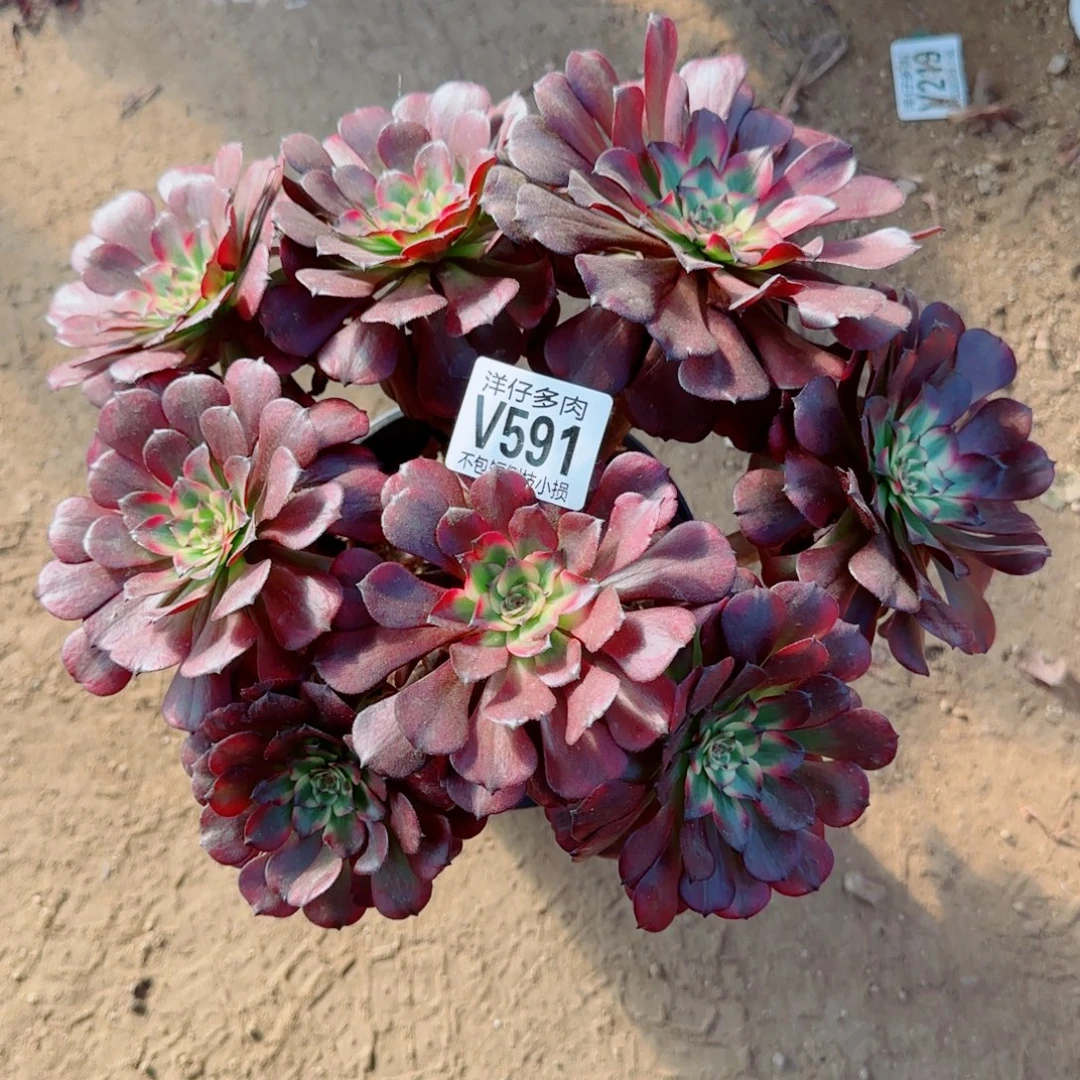 美姬法师591冠幅25