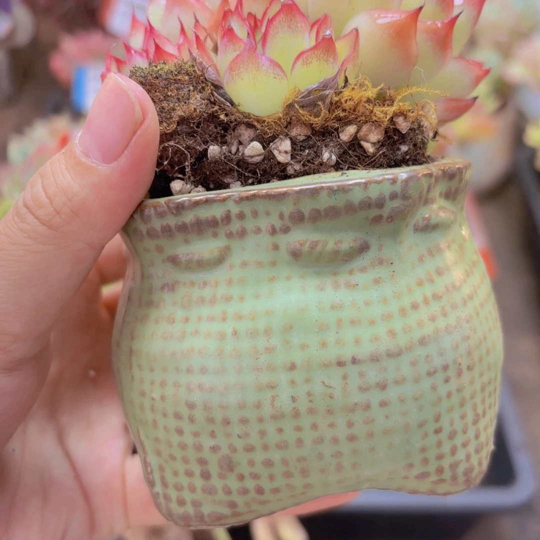 7337（28包邮）的盆