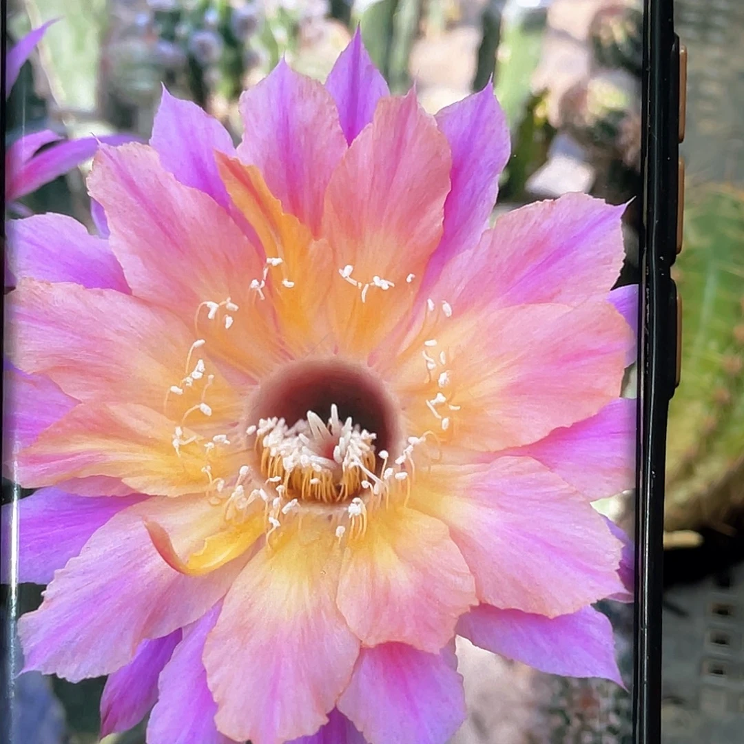 彩 3.32侧芽 歪 满20包邮5公分