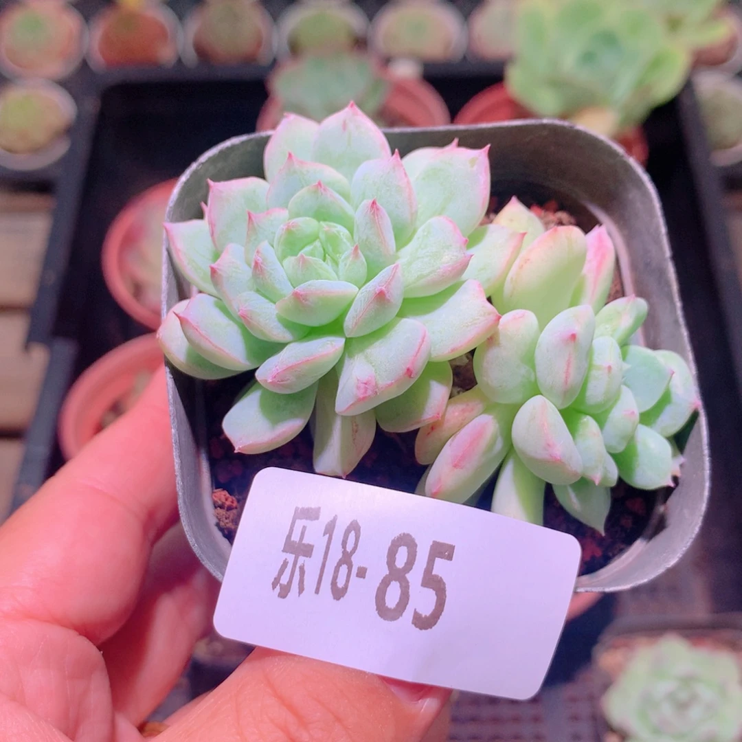 乐然18-85 新品双头
