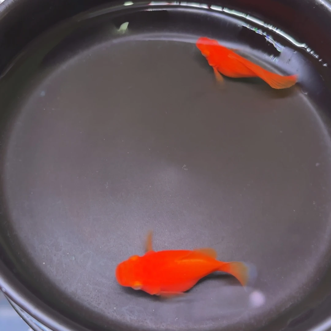 孔雀鱼金色种鱼一对