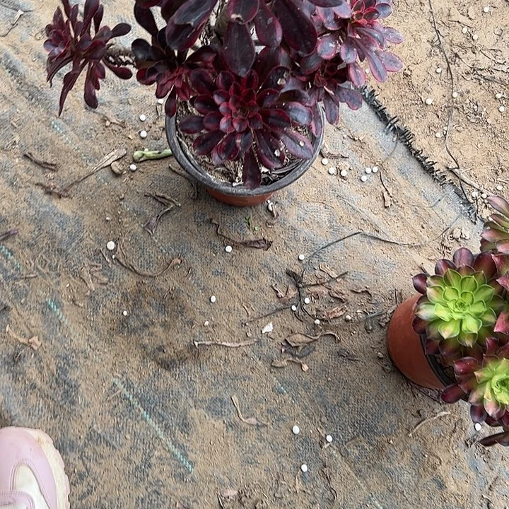 多肉法师植物链接24