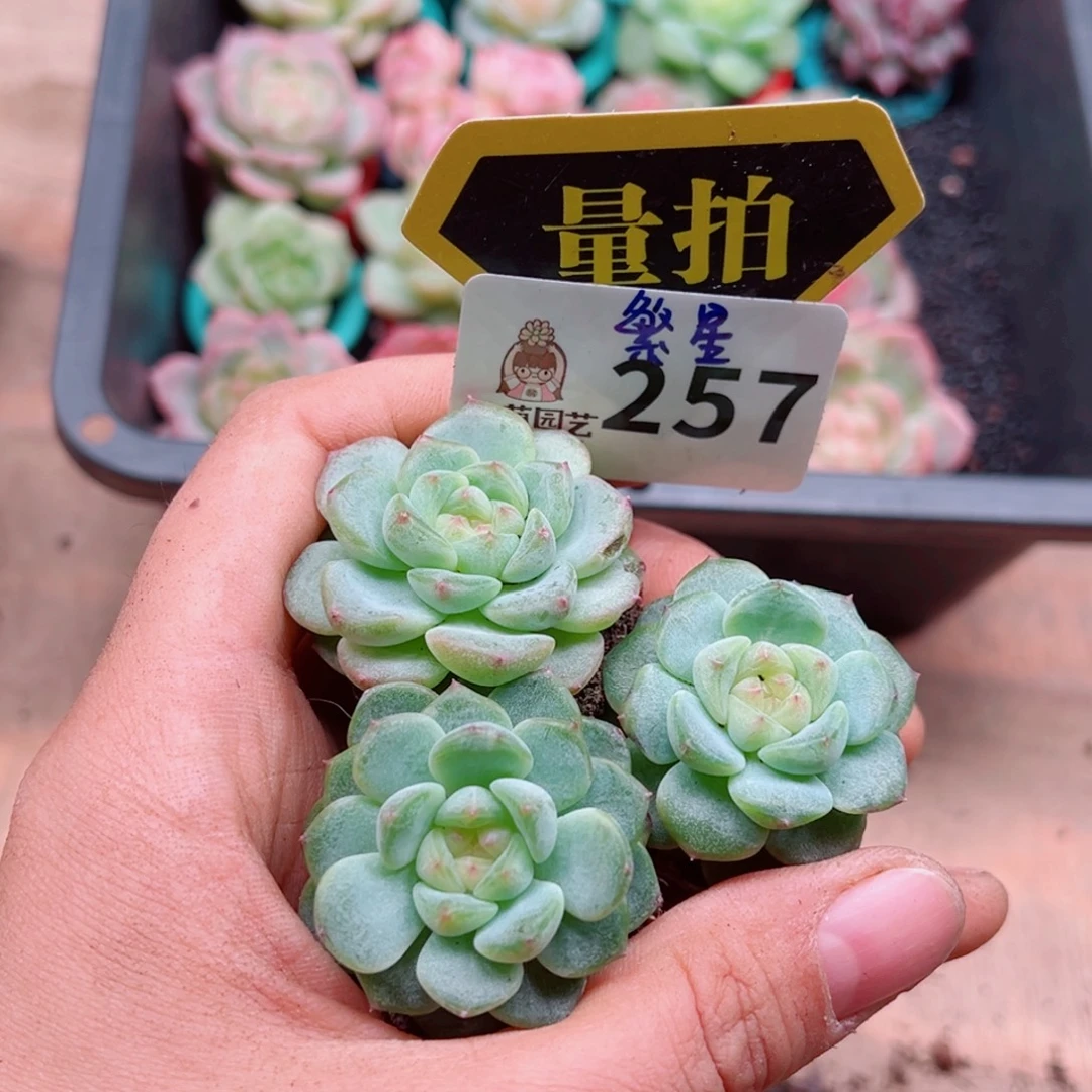 多肉植物多肉植物