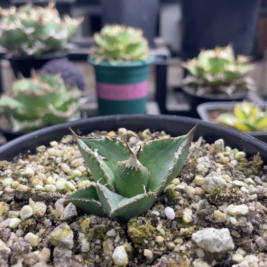 【闪购商品】西班牙实生 顶芽