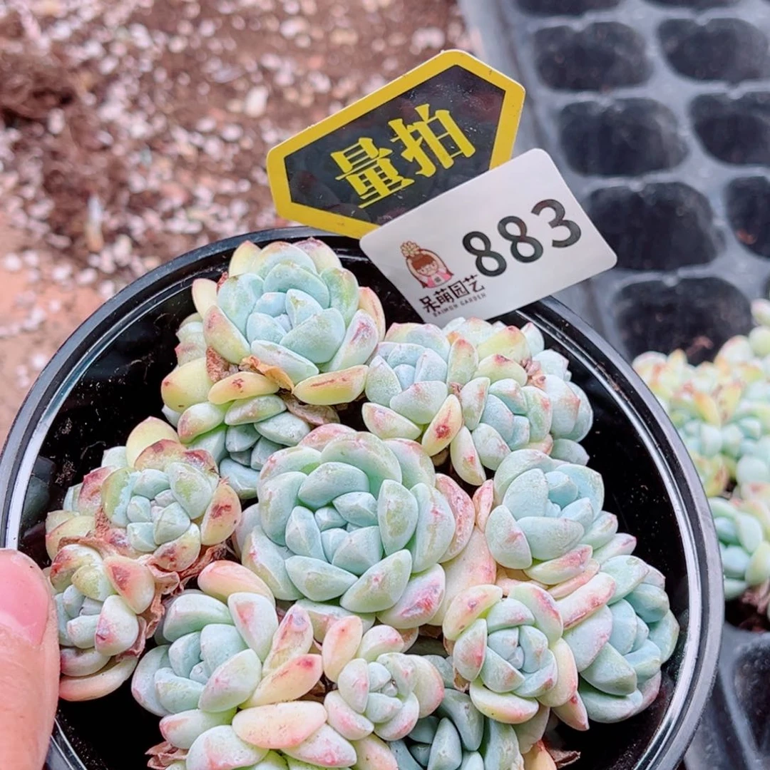 当前无花朵，栽培后可花朵