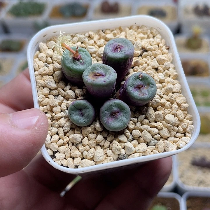 佳人园艺多肉生石花小红嘴438