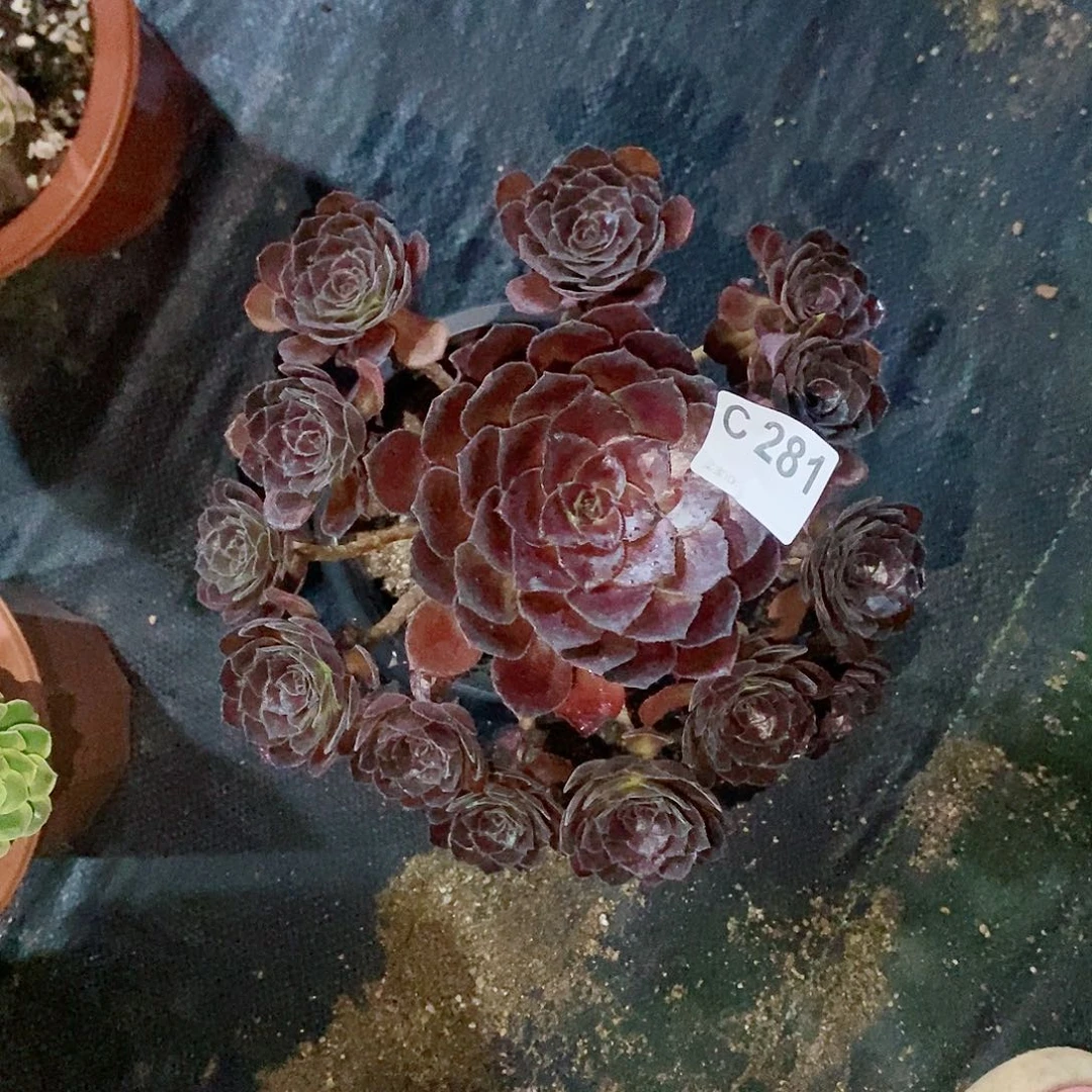 花花公子281多肉11111