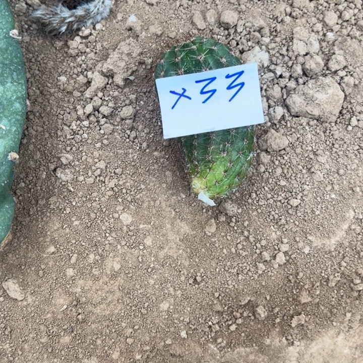 娟***X33彩草拿铁色侧芽25