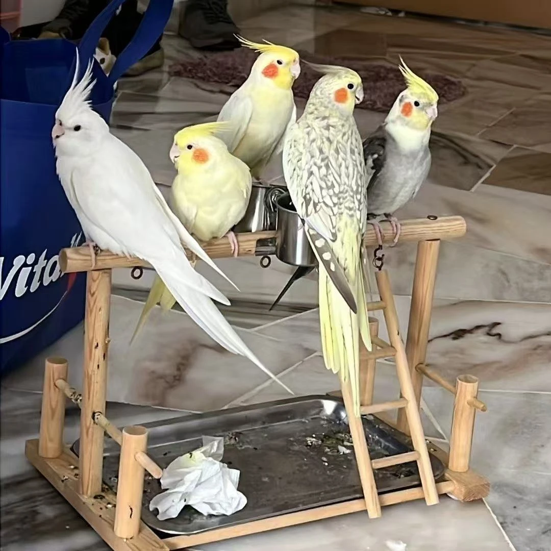 ww手养亲人会学话会唱歌玄凤鹦鹉活体宠物鸟