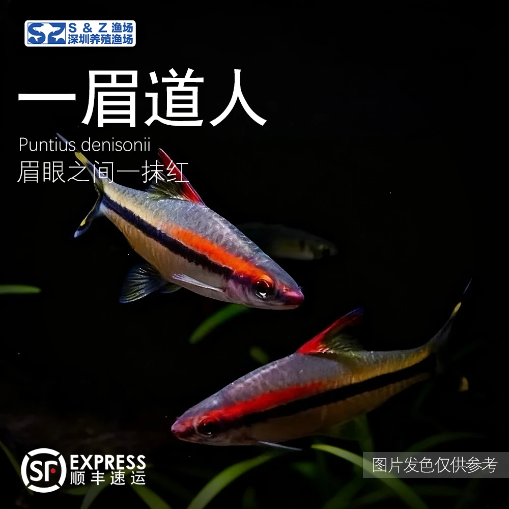 【发色很红+眉很长】一眉道人热带群游观赏鱼草缸淡水鱼顺丰