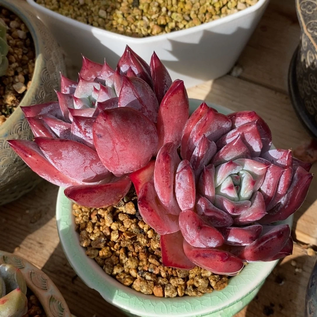 自助下单一物一拍多肉，下滑有惊喜