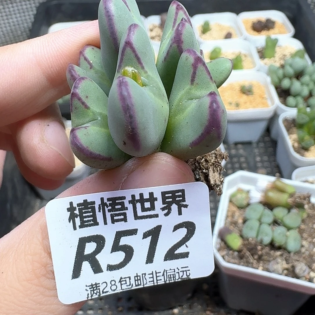 多肉植物多肉植物