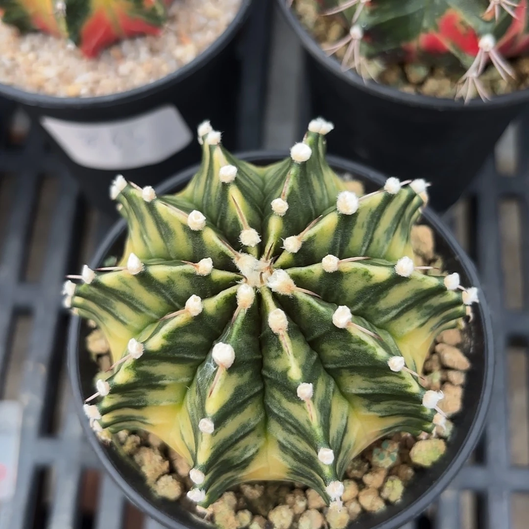 Z877-1116泰国米哈